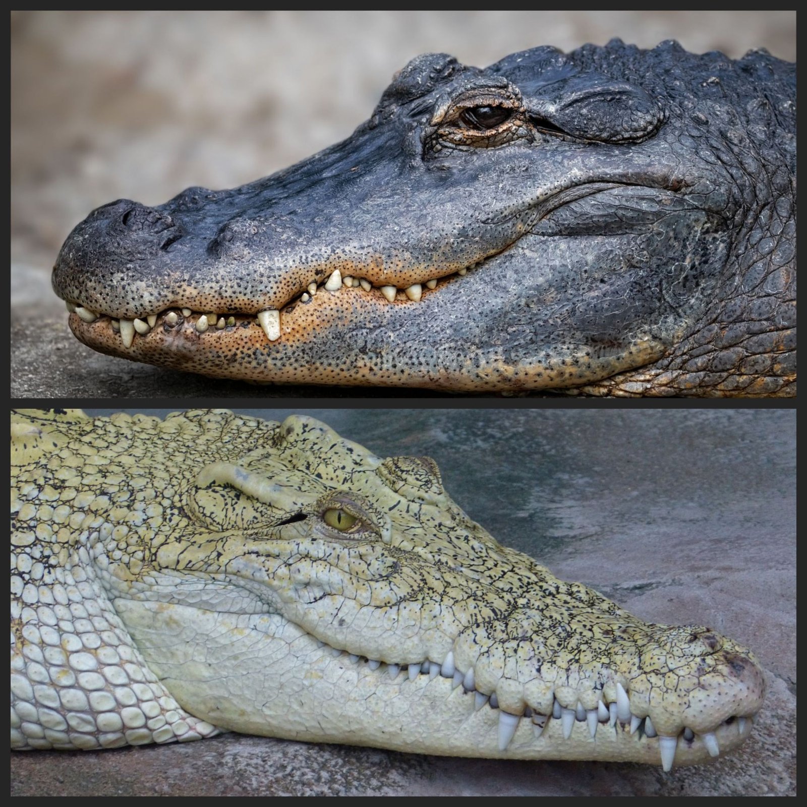 a side by side comparison of an alligator and a crocodile