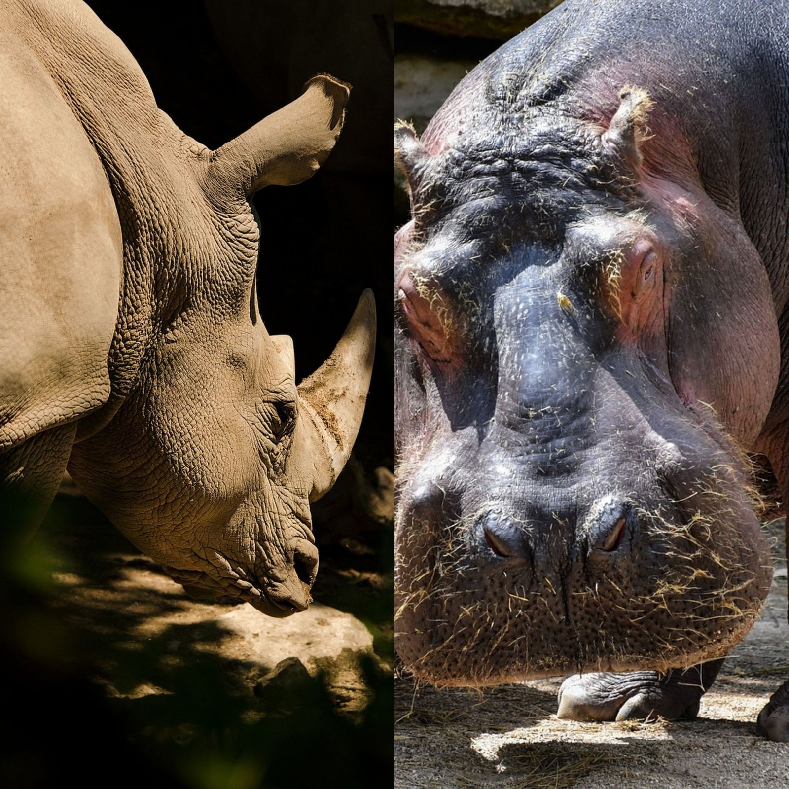 a photo depicting hippo vs rhino