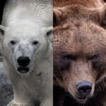 a picture showing side by side comparison of a polar bear and a grizzly bear