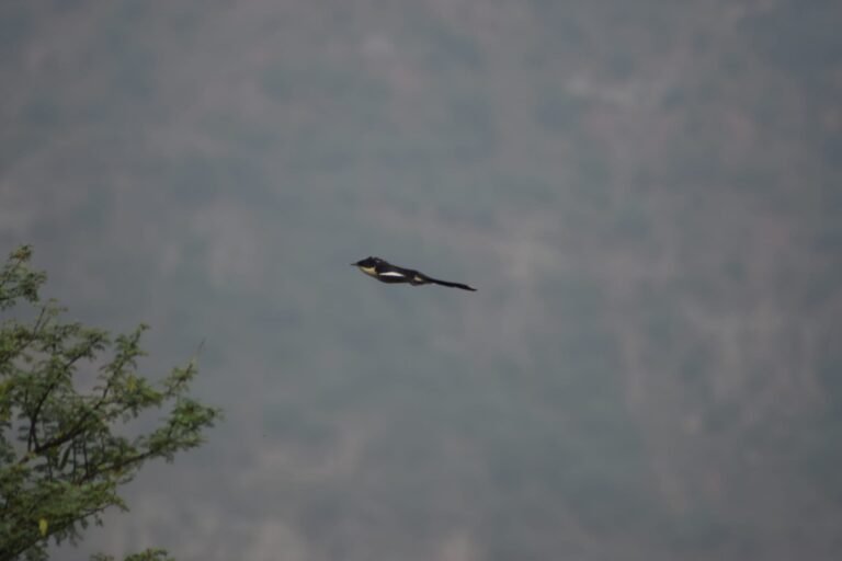 a Jacobin cuckoo flying in the air