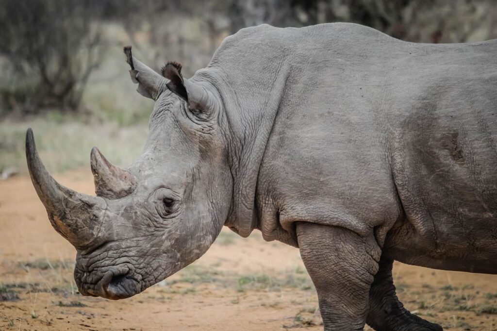 a photo of rhino standing in the jungle