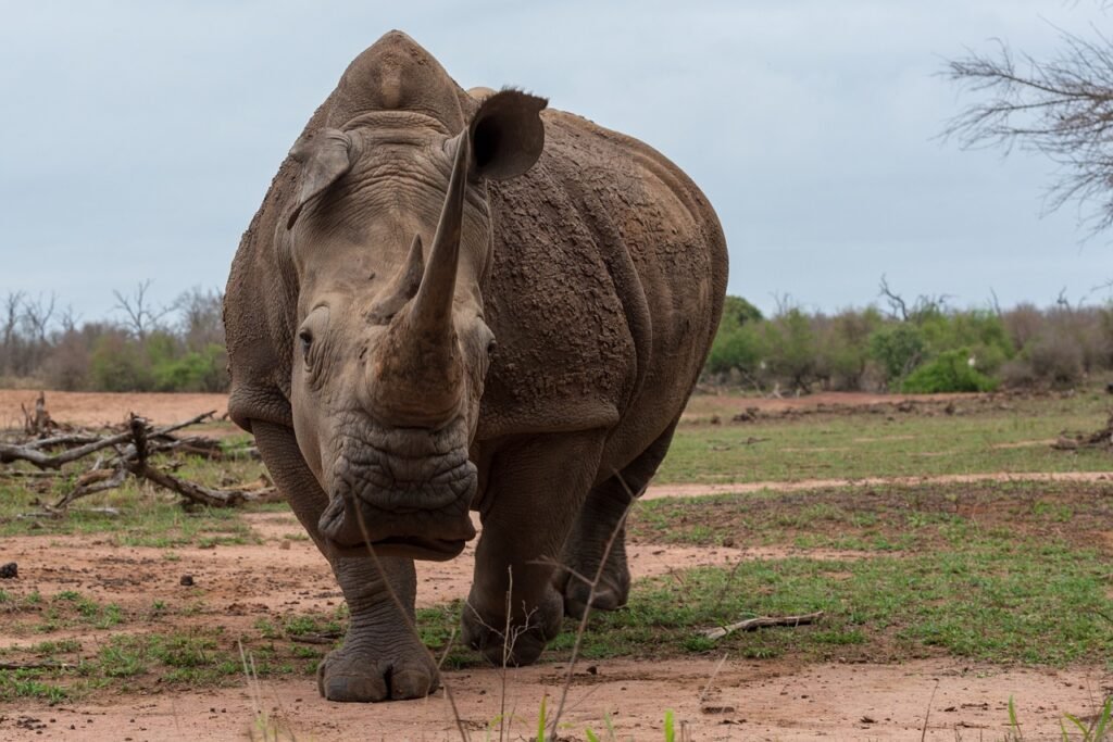 a photo of rhino asserting dominance