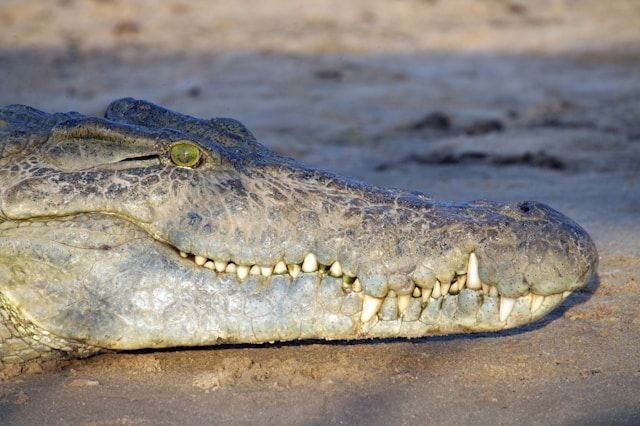 A close up image of a crocodile showing the details of its eyes and scaly skin
