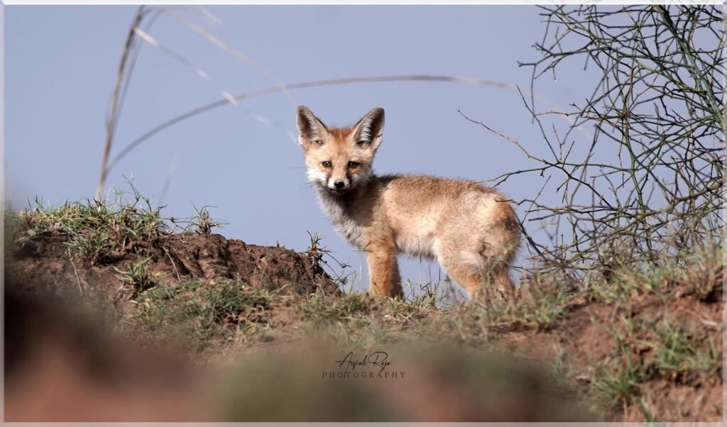 A fox standing on the ground staring right into the camera