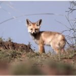 an arabian fox standing on the ground looking at the camera