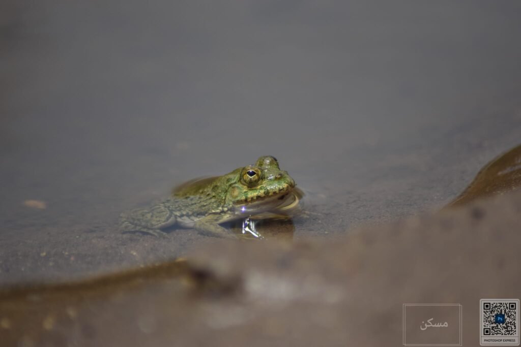 Frog in its natural habitat with lush vegetation