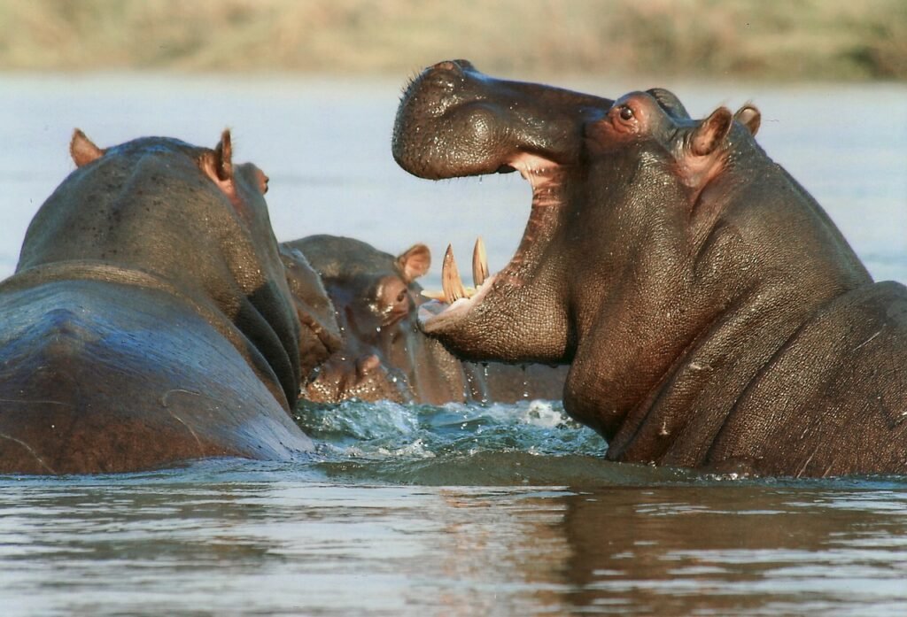 a pod of hippo in water