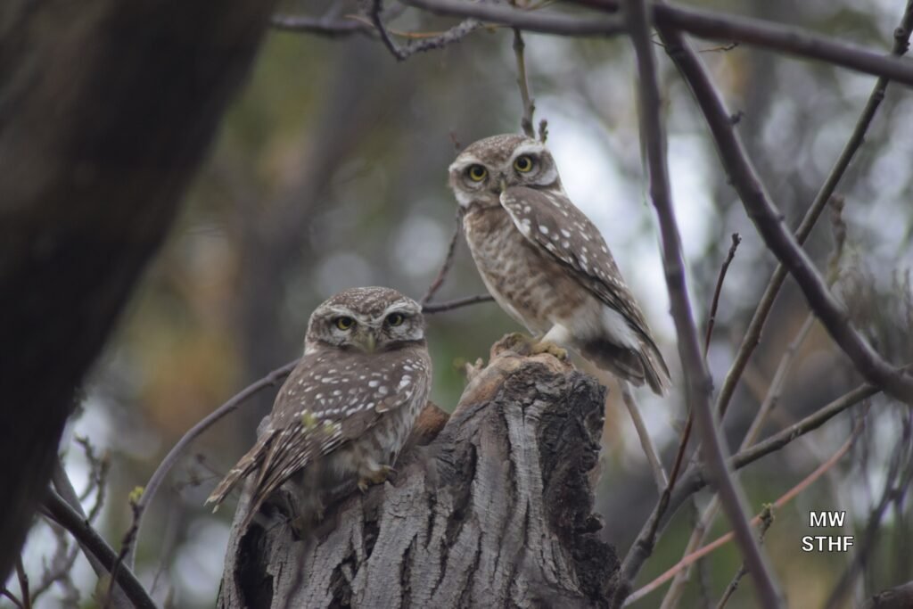 Two Owls Sitting on a tree stump looking right into the camera save the owls