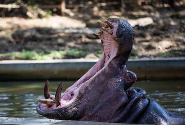 a photo of a hippo opening its mouth wide open