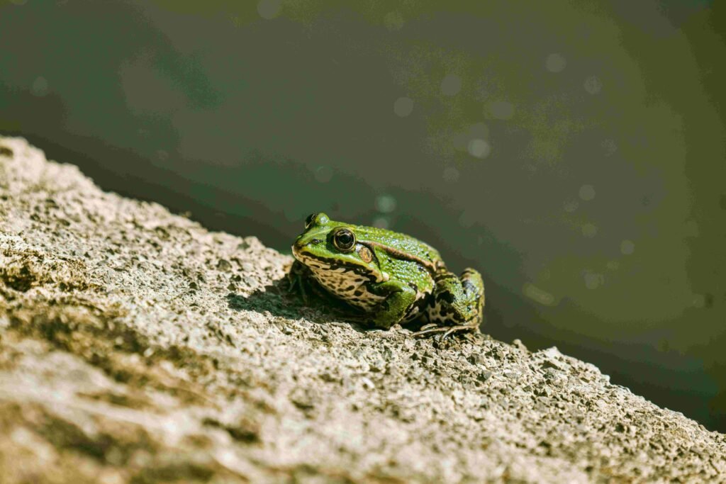 Frog in its natural habitat with lush vegetation