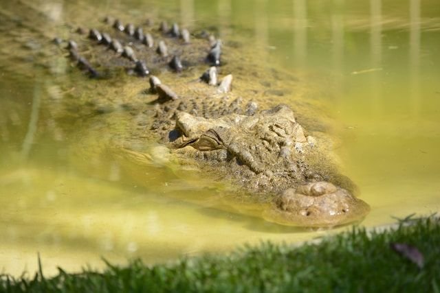 image of a crocodile swimming in water