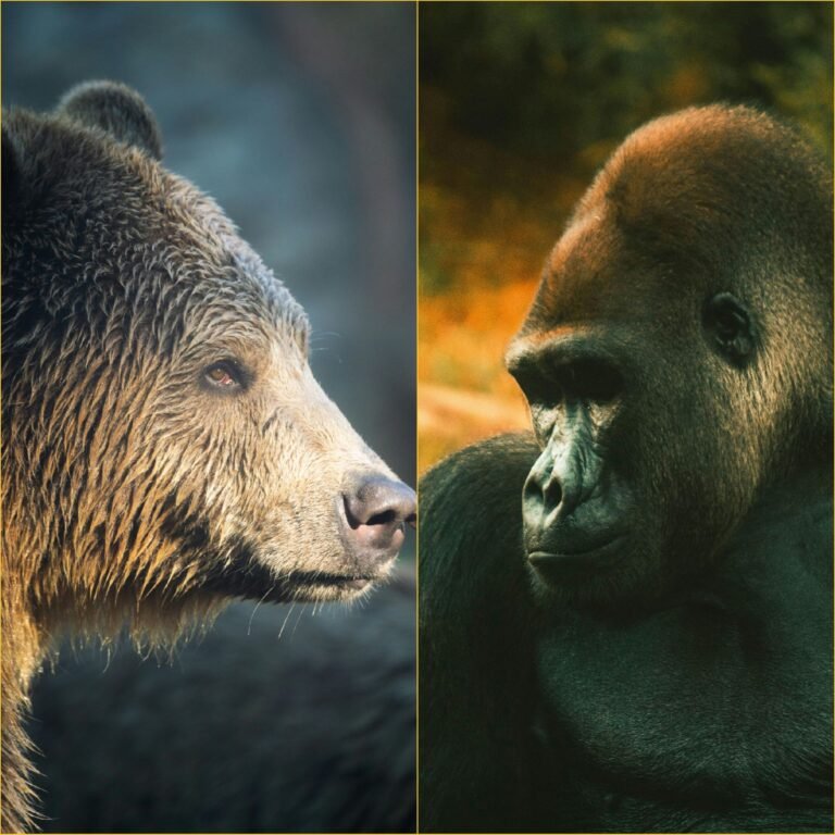 grizzly bear vs gorilla