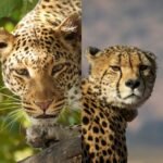 an image comparison of a cheetah vs leopard