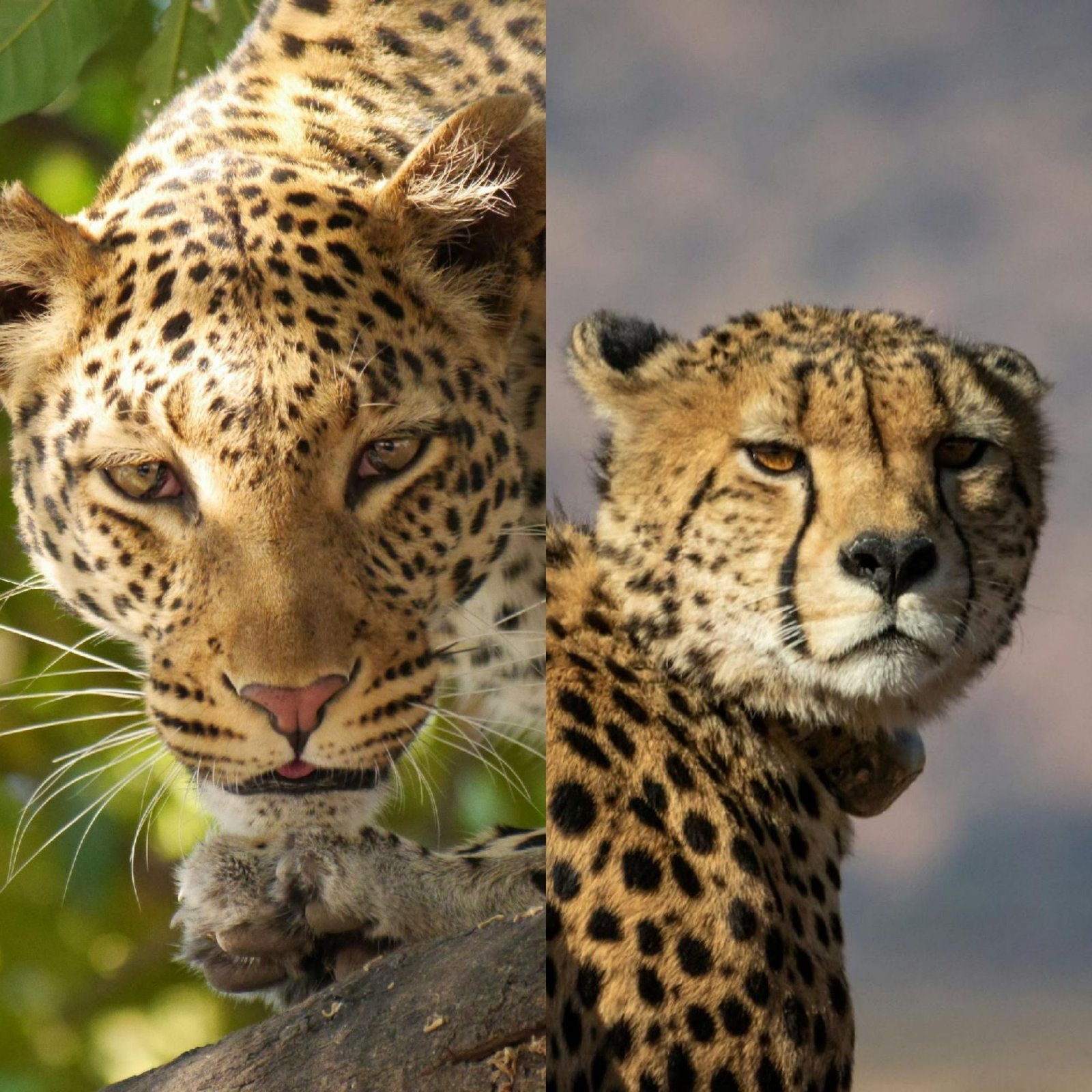 an image comparison of a cheetah vs leopard