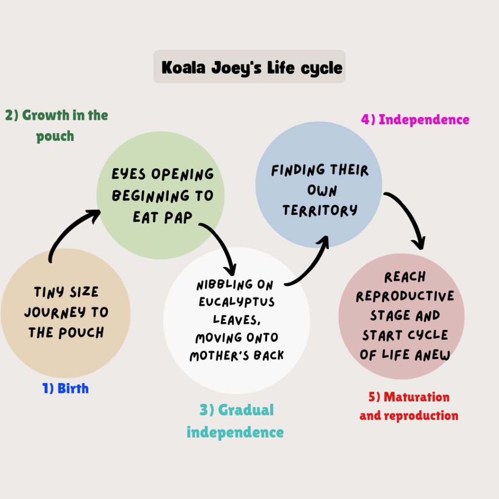 a flow char of a koala's life cycle