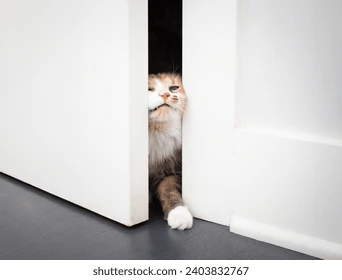 a cat opening a closed door