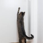 A cat trying to open a door