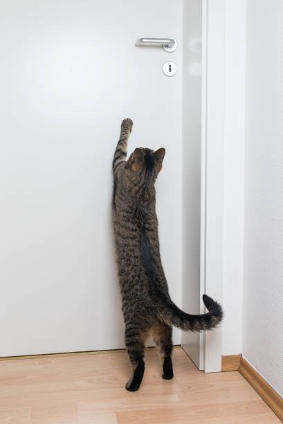 A cat trying to open a door