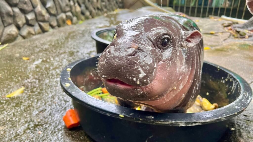 an image of a baby hippo in a tub