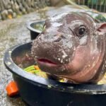 an image of a baby hippo moo deng in a tub