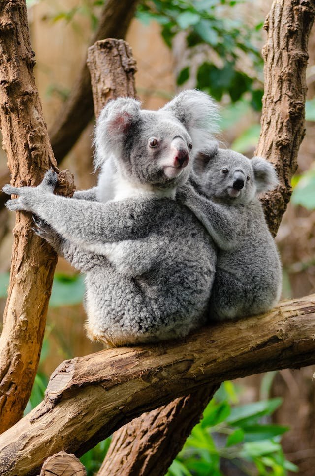 baby koala and ,other koala sitting together looking outwards