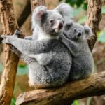 a picture of a baby koala with its mother