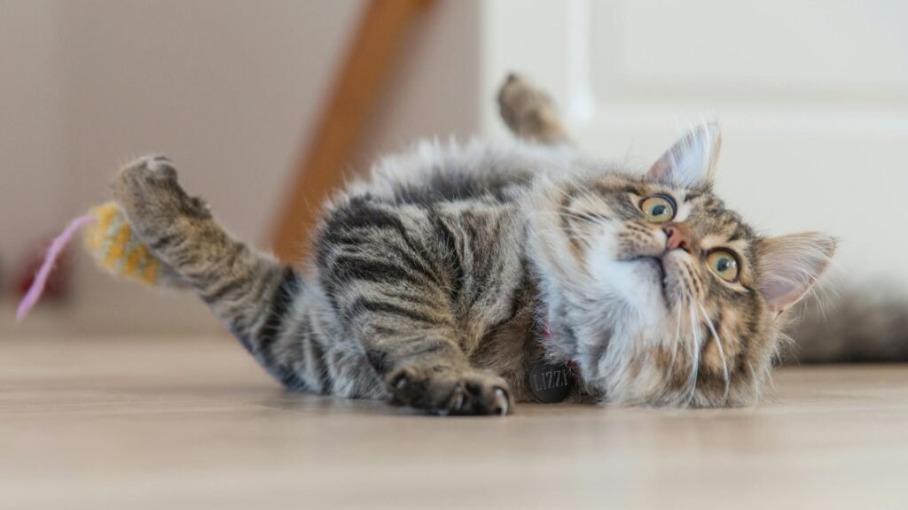 a picture of a house cat lying on the floor