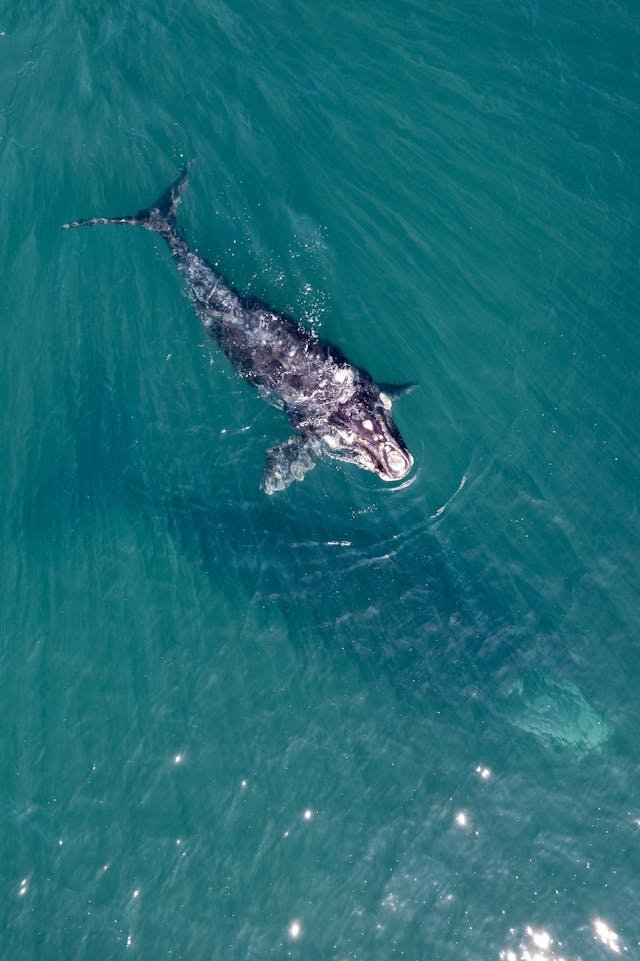 a gray whale swimming in water