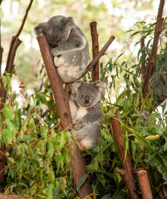 two baby koalas sitting looking at the camera