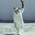 a picture of a cat about to run