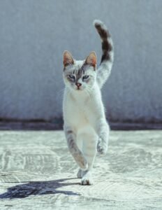 a picture of a cat about to run