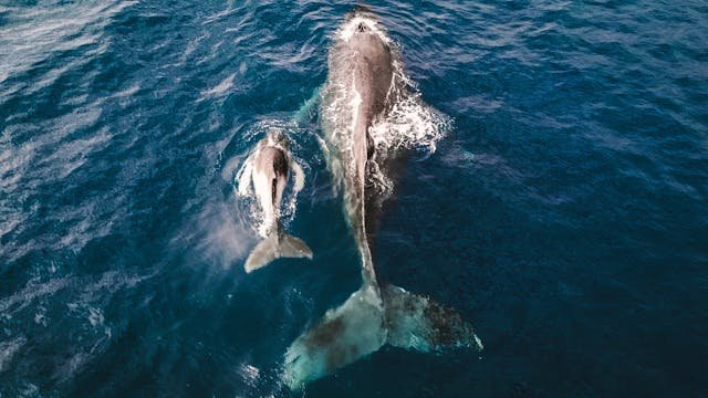 two gray whales swimming in water