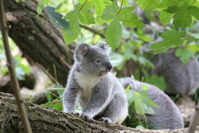 baby koala walking on a tree branch