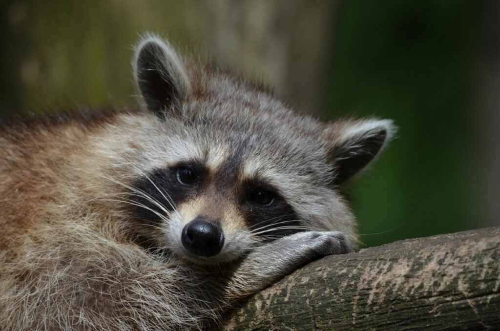 an image of a racoon resting on a log