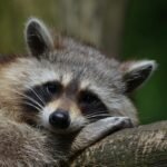 an image of a racoon resting on a log