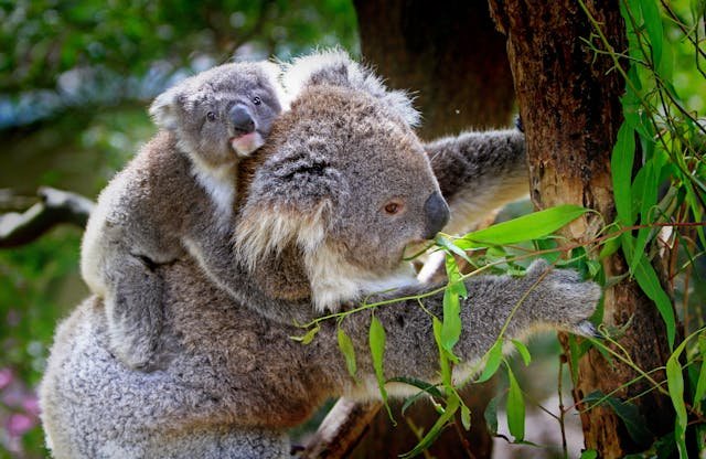 a baby koala being carried by its mother