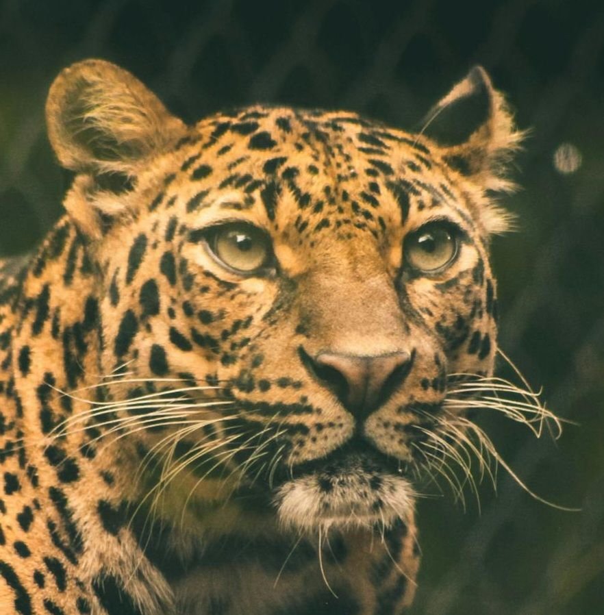 an image of a leopard staring out at the forest