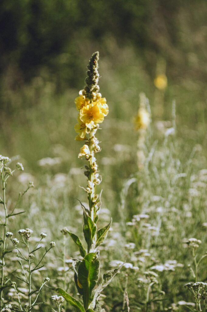 a picture of hoary mullein plant