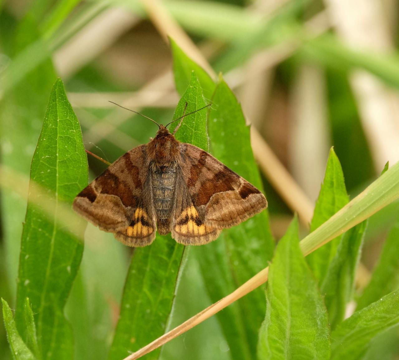 Picture of a moth