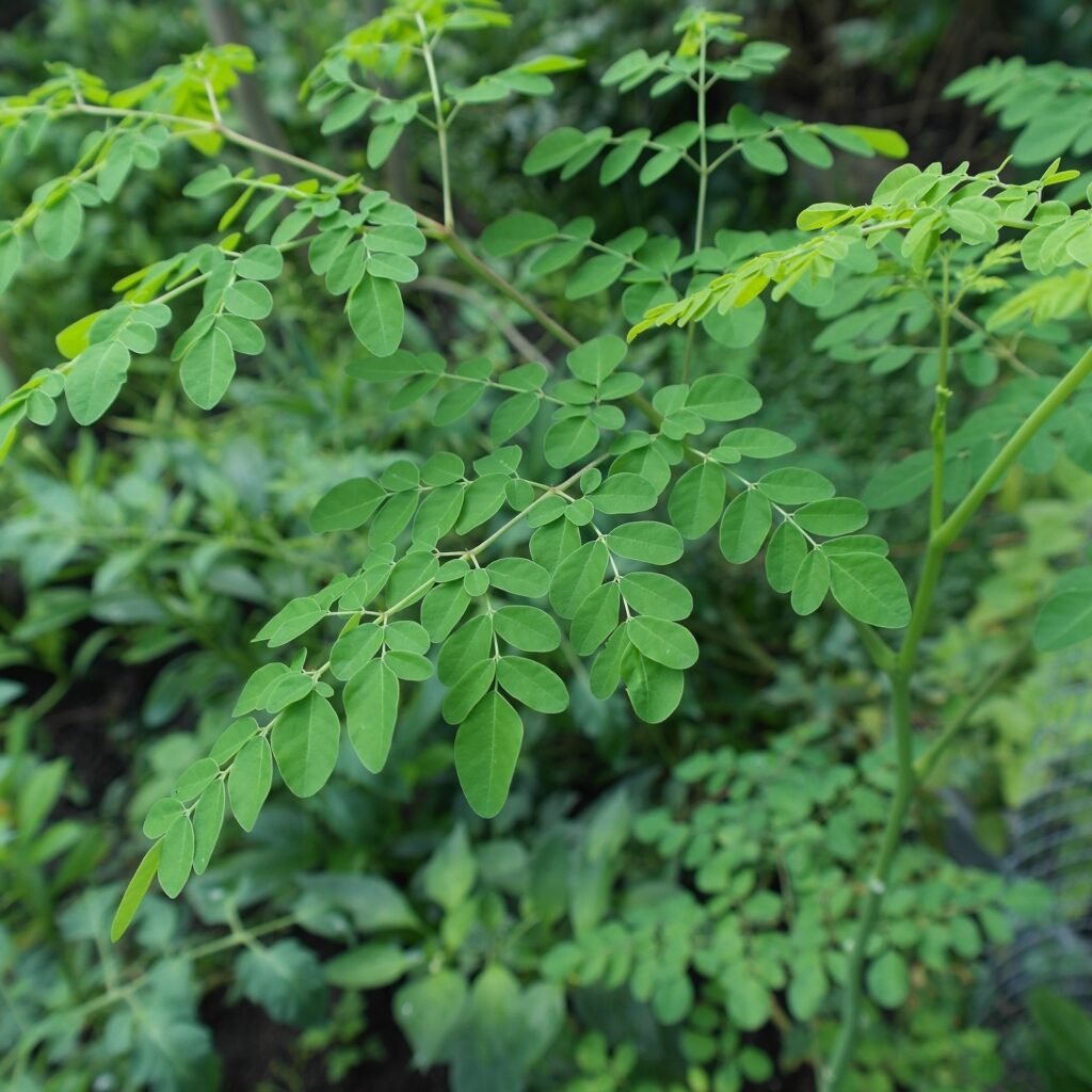 an image of a moringa tree