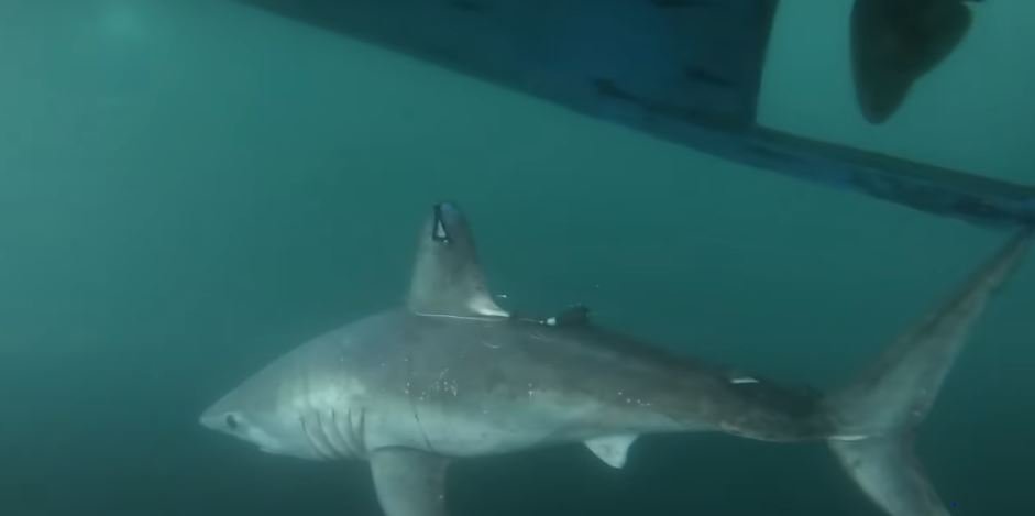 a pregnant porbeagle shark swimming in the sea
